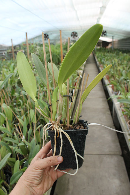 Cattleya lueddemanniana concolor (clara) x self.jpg