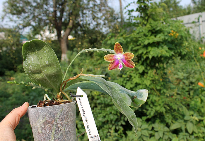 Phalaenopsis KS Happy Eagle x mariae.jpg