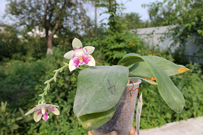 Phalaenopsis ((Hos Kungfong Glory x (violacea -rofino) x Tsays (violacea -rofino) x Tsays Evergreen ) x Dragon Tree Eagle) x tetraspis c-1.jpg