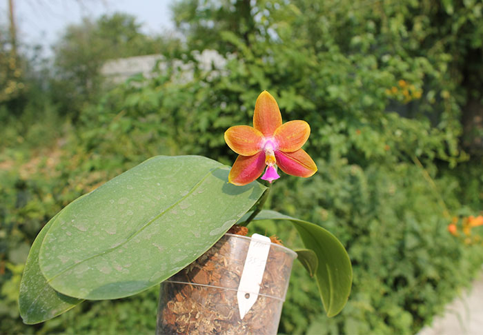 Phalaenopsis Mituo Coral Mambonosa x LD's bear Queen.jpg