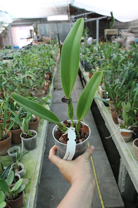 Cattleya dowiana var aurea.jpg