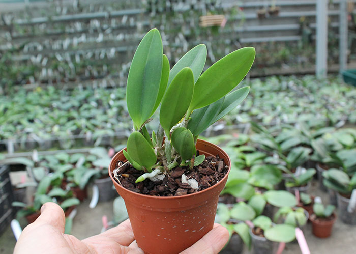 Laelia pumila 'Black Diamond'.jpg