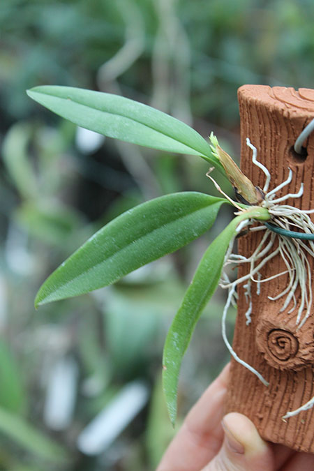 Warmingia eugenii.jpg