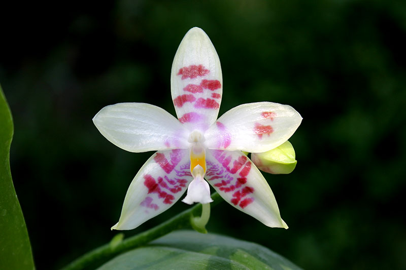 Phalaenopsis Yaphon Green Canary x tetraspis C#1.jpg
