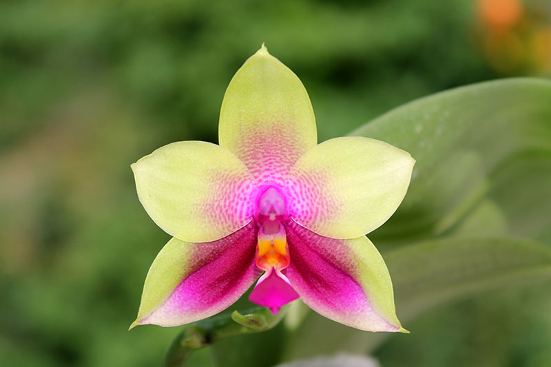 Phalaenopsis Mituo Prince x bellina.jpg