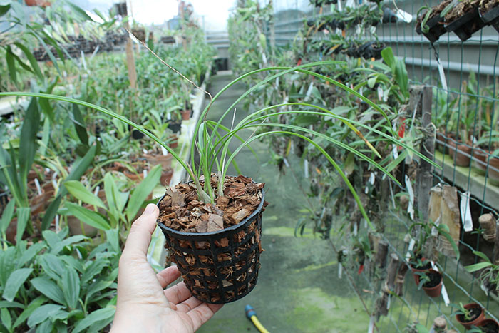 Encyclia bractescens.jpg