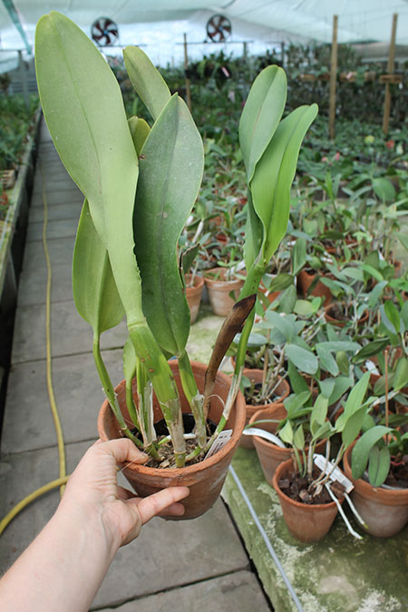 Rhyncholaeliocattleya Liu's Joyance 'Golden Leopard' (Chunyeah x Tainan Gold).jpg