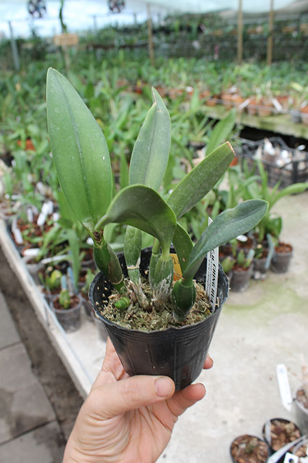 Potinara Angel Kiss.jpg