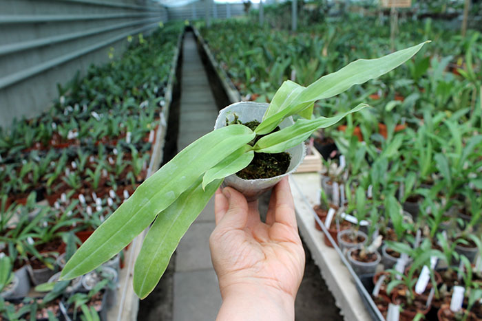 Paphiopedilum spicerianum.jpg