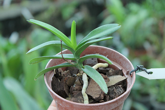 Christensonia vietnamica.jpg