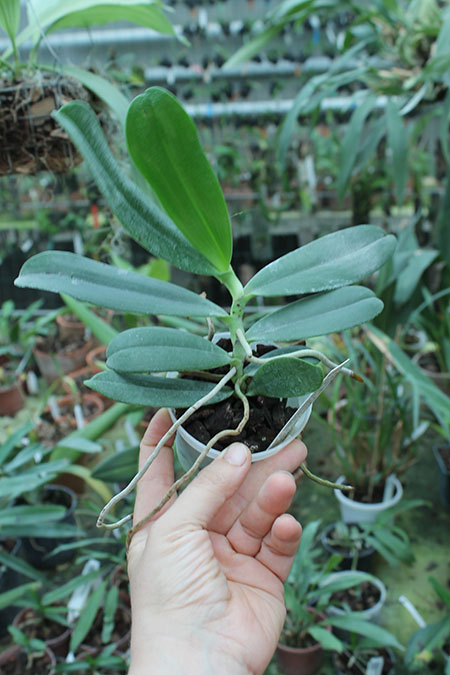 Aerangis stylosa x articulata.jpg