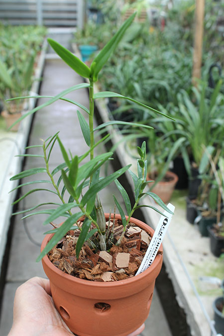 Dendrobium faciferum.jpg