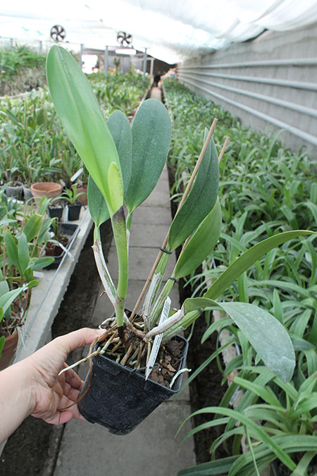 Cattleya walkeriana var alba x Brassocattleya Mount Hood 'Mary'.jpg