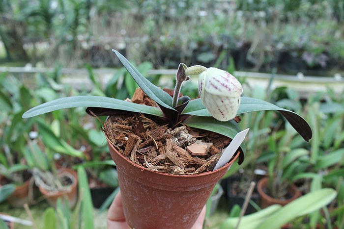 Paphiopedilum leucochilum.jpg