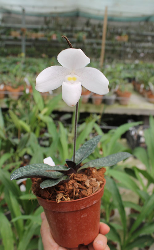 Paphiopedilum niveum.jpg