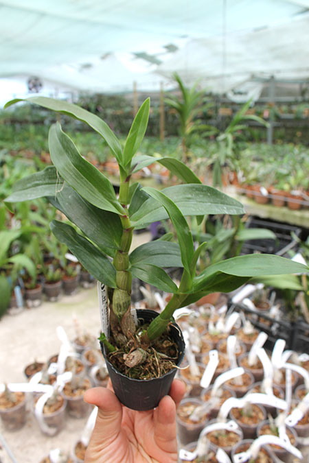 Dendrobium Hibiki (laevifolium x bracteosum).jpg