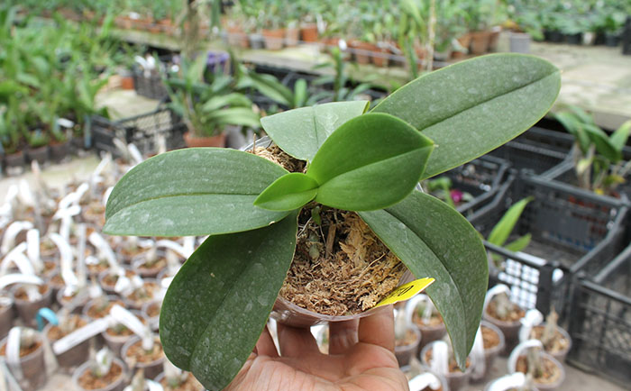 Phalaenopsis Liu's Berry 'Trinity'.jpg