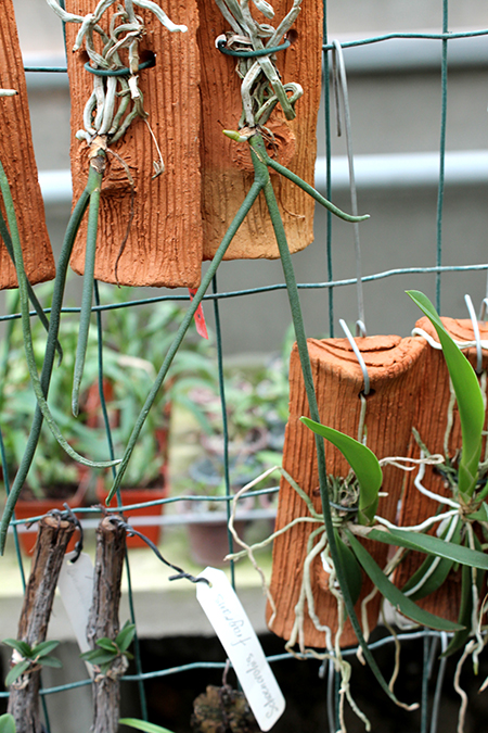 Paraphalaenopsis labukensis.jpg