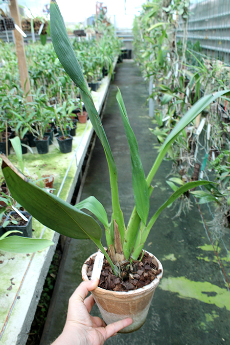 Maxillaria platypetala.jpg