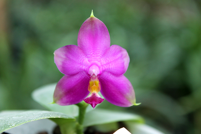 Phalaenopsis Yaphon Red Jewel x Ld's Bear Queen.jpg