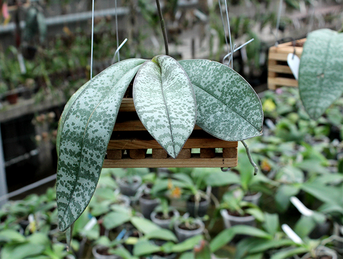Phalaenopsis Little Dragon (stuartiana x celebensis).jpg