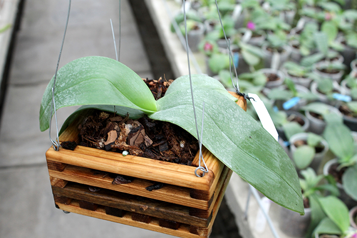 Phalaenopsis gigantea.jpg