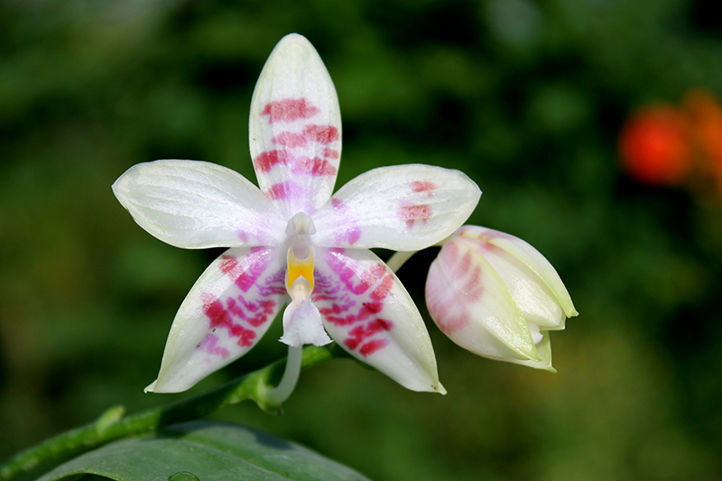 Phalaenopsis Yaphon Green Canary x tetraspis C#1.jpg