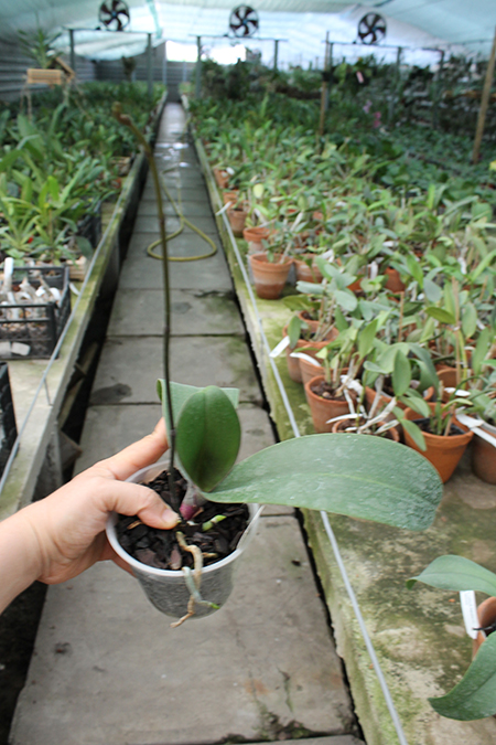 Phalaenopsis sanderiana.jpg