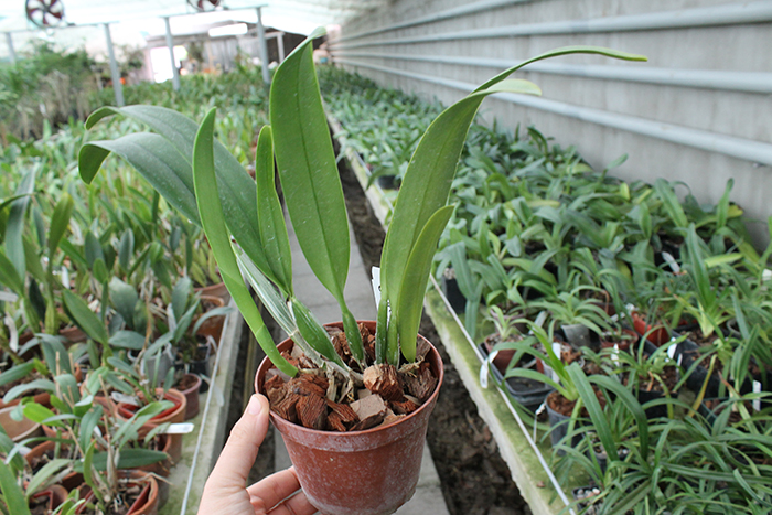 Cattleya mossiae coerulea ('Dark Lip' x '#123').jpg