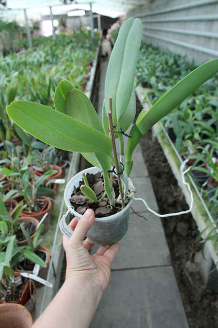 Cattleya jenmanii 'Boliva' x Cattleya jenmanii rubra 'Serra Negra'.jpg