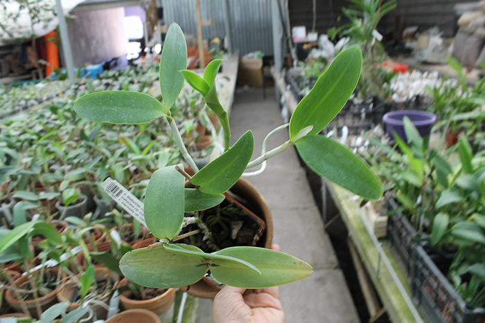 Cattleya Walkerinter coerulea.jpg