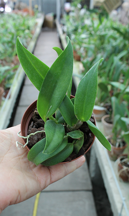 Laelia alaori oculata.jpg