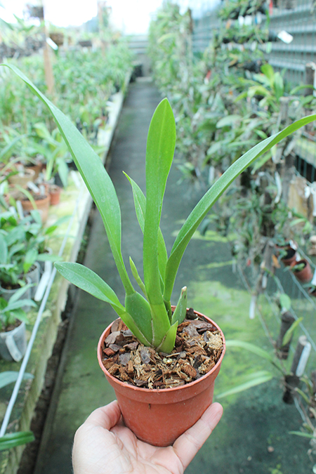 Beallara Smile Eri.jpg