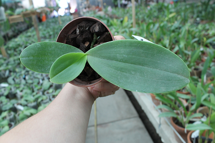 Phalaenopsis Zheng Min Tyrannosaurus x gigantea.jpg
