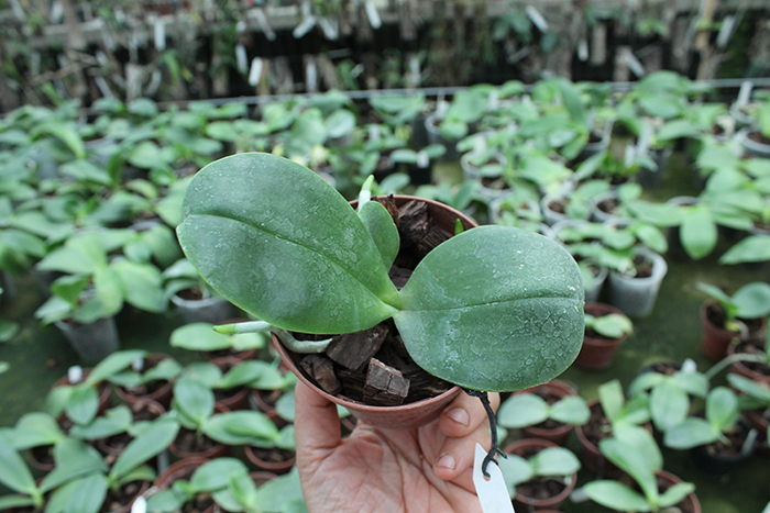 Phalaenopsis AL Sun Hannover Red.jpg