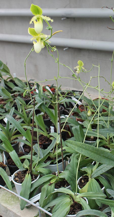 Paphiopedilum primulinum alba.jpg