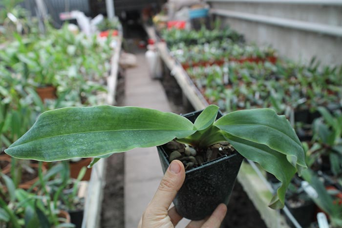 Paphiopedilum glaucophyllum.jpg