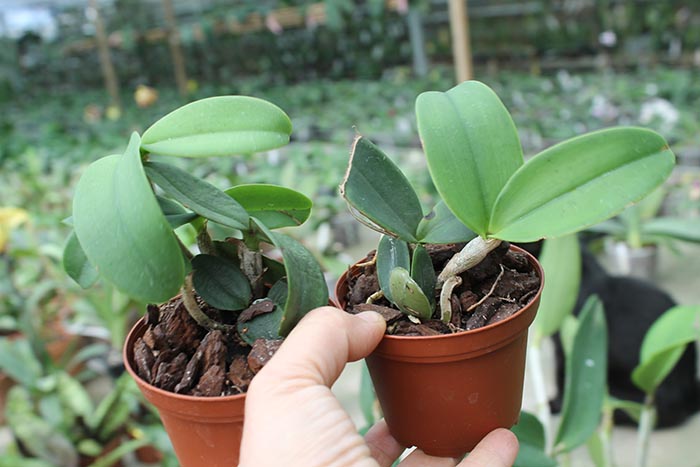 Cattleya amethystoglossa coerulea.jpg