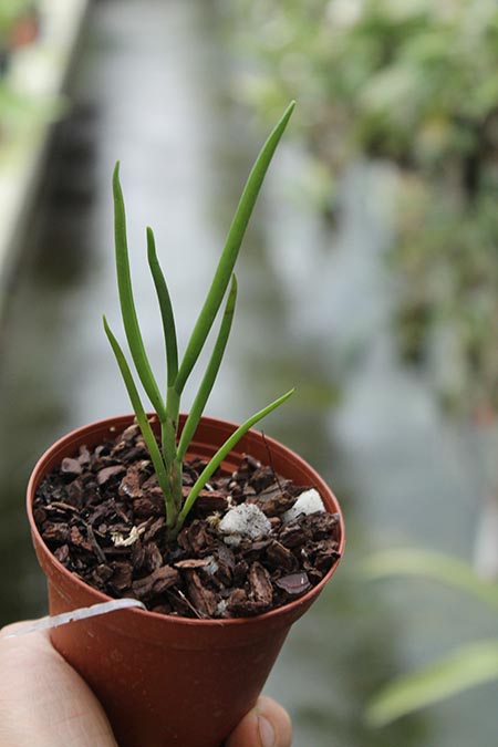 Angraecum scottianum.jpg