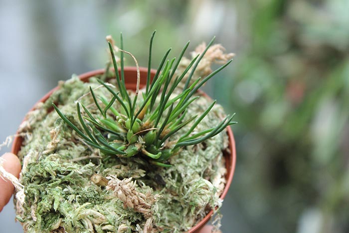 Maxillaria juergensii.jpg