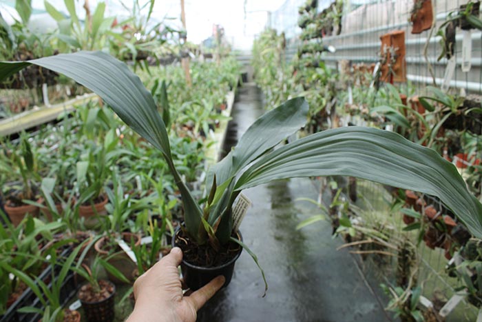 Coelogyne salmonicolor x usitana.jpg