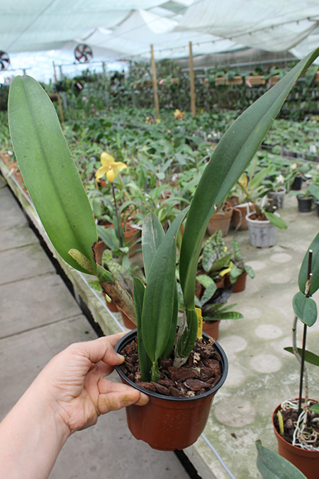 Cattleya trianae coerulea.jpg