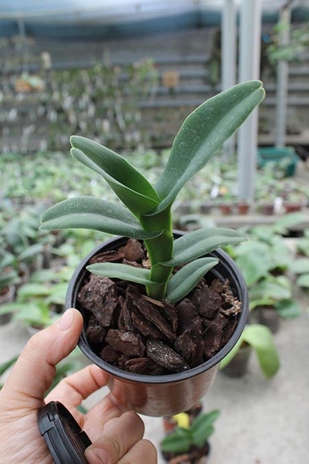 Robiquetia cerina amarela.JPG