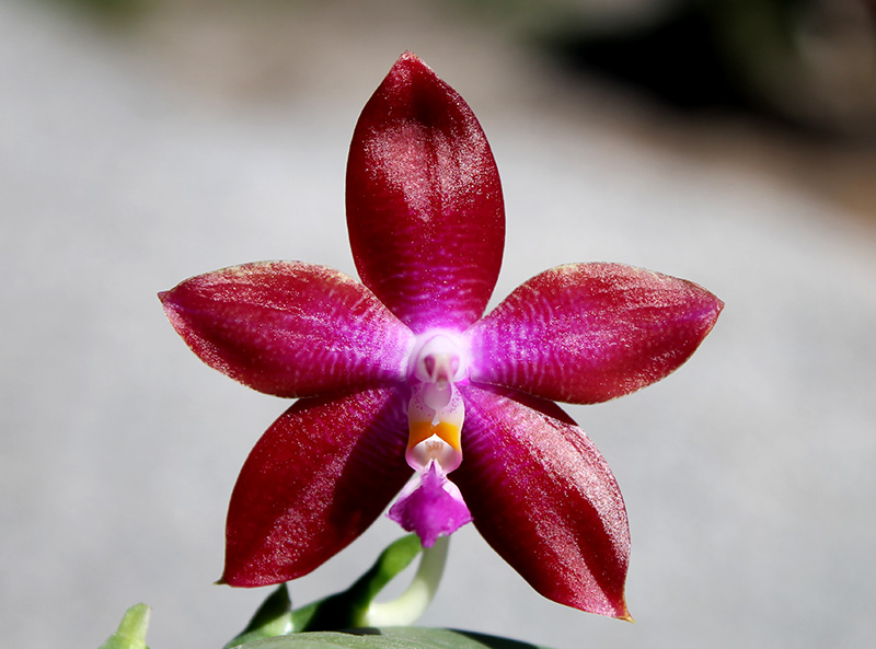 Phalaenopsis tetraspis 'C#1' x Dragon Tree Eagle.jpg