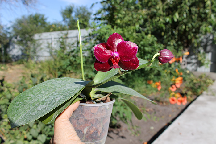 Phalaenopsis Sogo Relex 'F-1661'.jpg