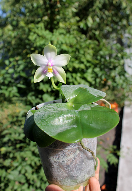 Phalaenopsis Yaphon Red Jewel x Ld's Bear Queen.jpg