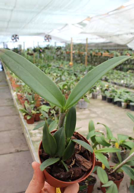 Cattleya bicolor 'Nei' x 'Colibri Bronze'.jpg