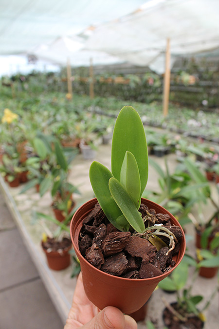 Cattleya dowiana aurea.jpg