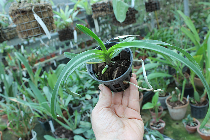 Vanda lamellata.jpg