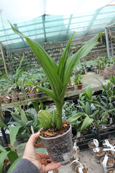 Lycaste Arashiyama (macrobulbon x Shoalhaven 'Kobe').jpg